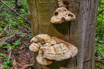 Fomes fomentarius commonly known as the tinder fungus