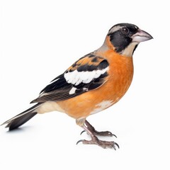 Black-headed grosbeak bird isolated on white. Generative AI
