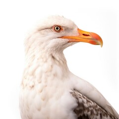 Obraz premium California gull bird isolated on white. Generative AI
