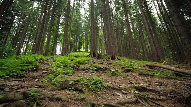 Forest floor and canopy in Austrian Alps, spruce mountain woods in summer, wide angle lens