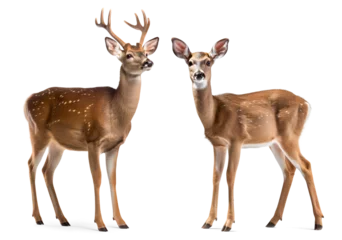 Poster Im Rahmen male and female deer on isolated background © FP Creative Stock