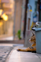 Street Animal, Golden Cat 