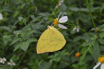 yellow butterfly on the flower