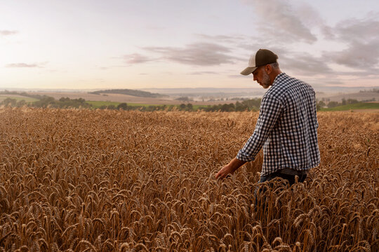 Farmer checking the quality of his wheat field at the sunset with copy space