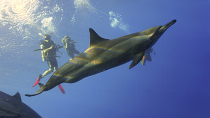 Underwater photo of a Bottlenose dolphin a scuba divers. From the Red Sea in Egypt.