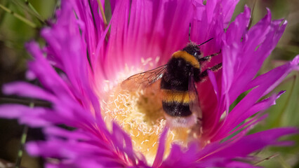 abejorro en flor