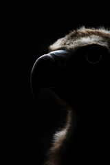 A Dark Profile Portrait Of An Eurasian Griffon Vulture (Gyps Fulvus) © Leny Silina Helmig