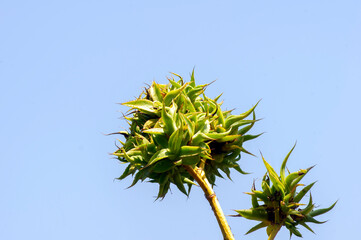 Fototapeta premium Agave chiapensis flowers and seedlings, evergreen, stemless, succulent plant in the garden