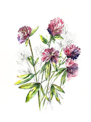 Clover flowers botanical watercolor illustration wild flowers