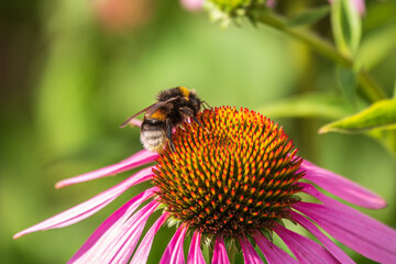 A closeup shot of a bee collecting pollen on a purple echinacea flower