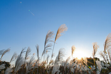 Obraz premium ススキのある秋の風景