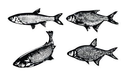 Agricultural Animals (FISH)