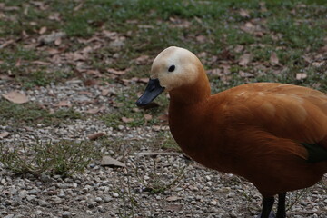 Esemplare di anatra Casarca Ferruginea
