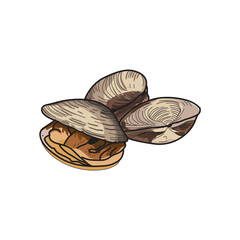 Obraz premium clams hand drawing vector illustration