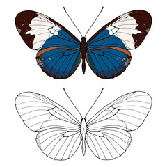 The contour of a luxurious butterfly on a white background. Delicate blue butterfly with brown and white spots on a white background. Background for coloring books, decor, wallpapers, postcards
