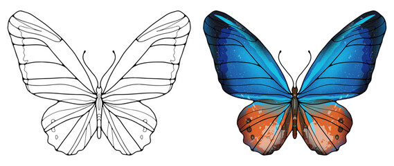 The contour of a luxurious butterfly on a white background. Colored blue-orange butterfly on a white background. Background for coloring books, decor, wallpapers, postcards, pattern making.