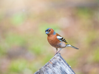 Common chaffinch, Fringilla coelebs, sits on a tree. Common chaffinch in wildlife.