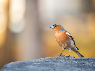 Common chaffinch, Fringilla coelebs, sits on a tree. Common chaffinch in wildlife.