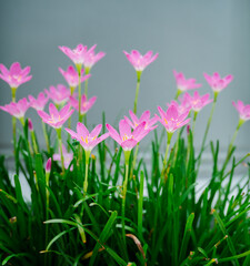 Obraz premium A group of blossom of pink Zephyranthes Lily, Rain Lily, Fairy Lily, solf focus.