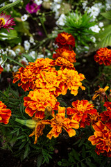 landscape with sky on iceland