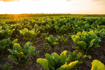 Rows of sugar beet field. Agricultural field on which grow sugar beets. Spring. Beetroot sprouts. The concept of agriculture, healthy eating, organic food. Agriculture.