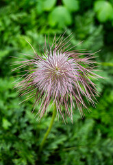 thistle flower in the garden