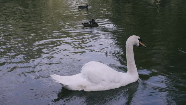 schw&auml;ne enten wasser