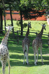 giraffen herde