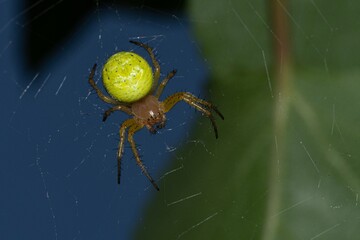 Spider Araniella cucurbitina in close up - 631444942