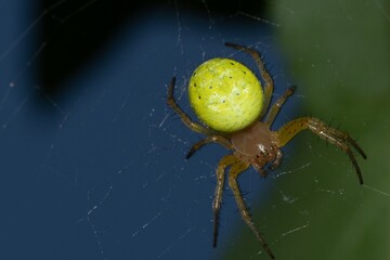 Spider Araniella cucurbitina in close up - 631444978