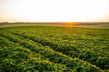 Rural landscape with fresh green soybean field. Soy bean, soya, soybeans, agriculture, plantation,...