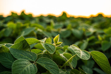 Soybean plantation on agriculture farm. Soybean leaf, soy bean, soya bean, crop, plant. Growing soybeans plants planted on a field. Selective focus.