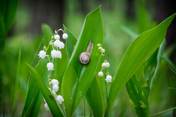 In spring, a snail crawls along the lily of the valley in the forest.