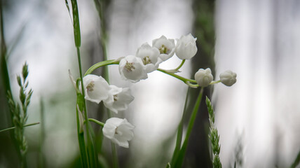 Blooming lily of the valley in the spring forest.
