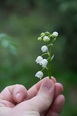 Blooming lily of the valley in the spring forest in the hand.