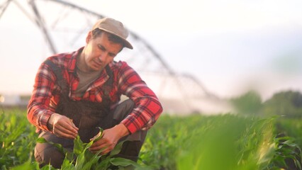 corn agriculture. farmer a agronomist examines green sprouts of corn during irrigation in the field. irrigation agriculture business concept. male farmer working in lifestyle a field with green corn