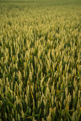 Fresh green young unripe juicy spikelets of rye on a agriculture field. Oats, rye, barley. Harvest in spring or summer, closeup. Agriculture.