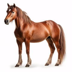 Obraz premium Handsome brown horse isolated on white background.