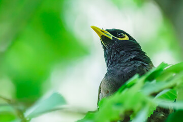 Birds in the city posing