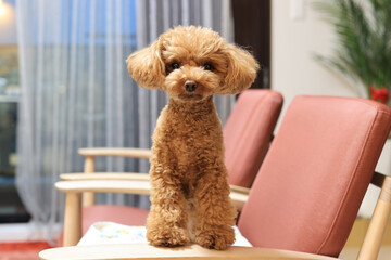 椅子からのりだすトイ・プードル