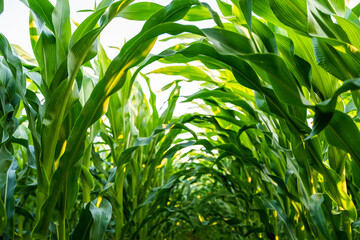 Closeup of maize corn leaves in the agricultural plantation in the daylight. Young green cereal plant growing in the cornfield. Animal feed agricultural industry.