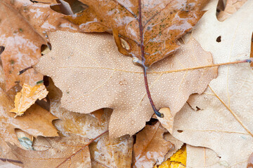 Fallen oak leaves with dew. Autumn oak leaves.water drops on fall oak leaves closeup. Dry Autumn Oak Leaf Covered by Water Drops of Rain on Ground. autumn background. Photo, Close-up