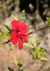 Red Hibiscus Flower  with blurred Background in Kos, Greece