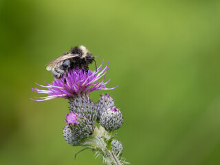 Waldhummel (Bombus sylvarum) auf gewöhnlicher Kratzdistel (Cirsium vulgare)