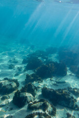 Fototapeta na wymiar Seaweed reef under the sunlight in the ocean.