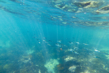 Fototapeta na wymiar School of small fish swimming in the ocean under the sunlight.