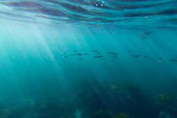 Fototapeta na wymiar School of small fish swimming in the ocean under the sunlight.