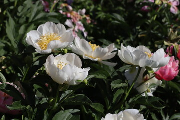 white and pink peony flowers