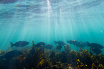 Group of fish swimming under the sun rays.