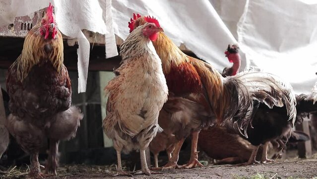 Hens and roosters hide from the rain. Birds in agriculture close-up. Many colorful chickens of different breeds in a chicken coop raising poultry. Various birds in agriculture